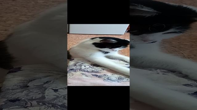 #чарли#кошки