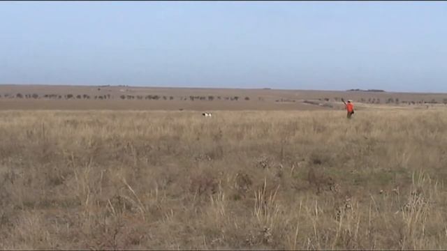Английский поинтер Юми из Ключиков Крым ноябрь 2015г