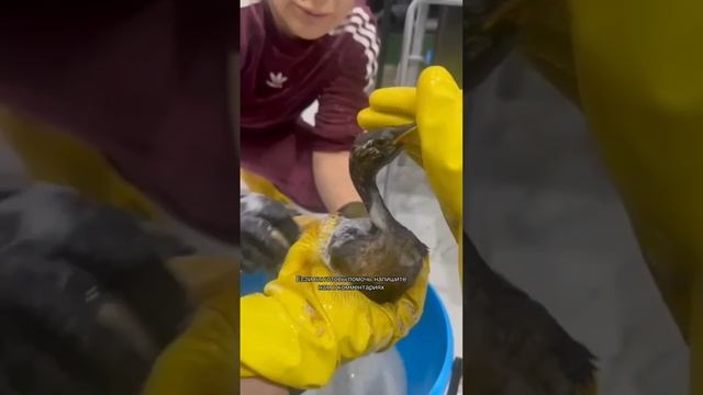 СОС! Анапа