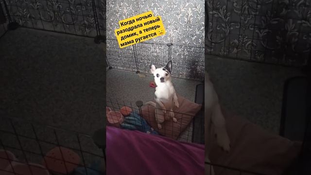 Не ругайся насяйнике