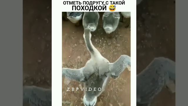 Походка
