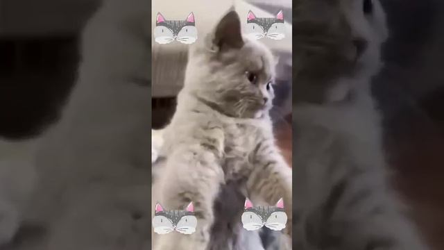 Бессовестные коты