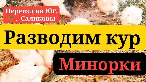 ▶️ Купили 50 курей! Минорки. Переезд на Юг. Виктор Саликов.