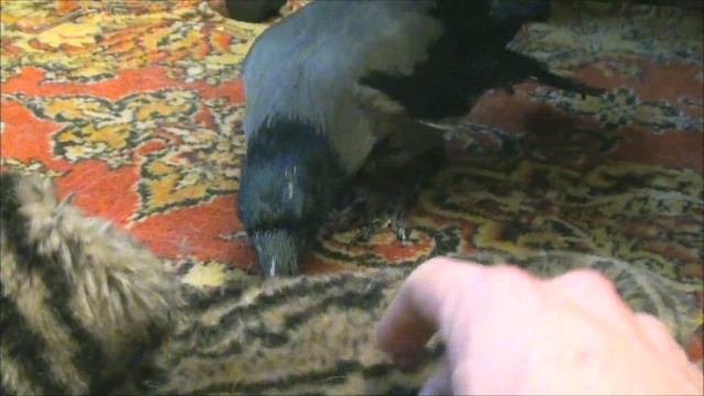 Ворона Капля и тапочки.