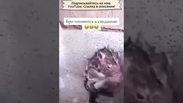 Крыса