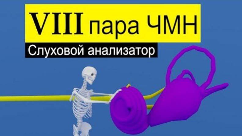 Преддверно-улитковый нерв и слуховой анализатор | Путь к мозгу  (схематично)  | Medanatfarm