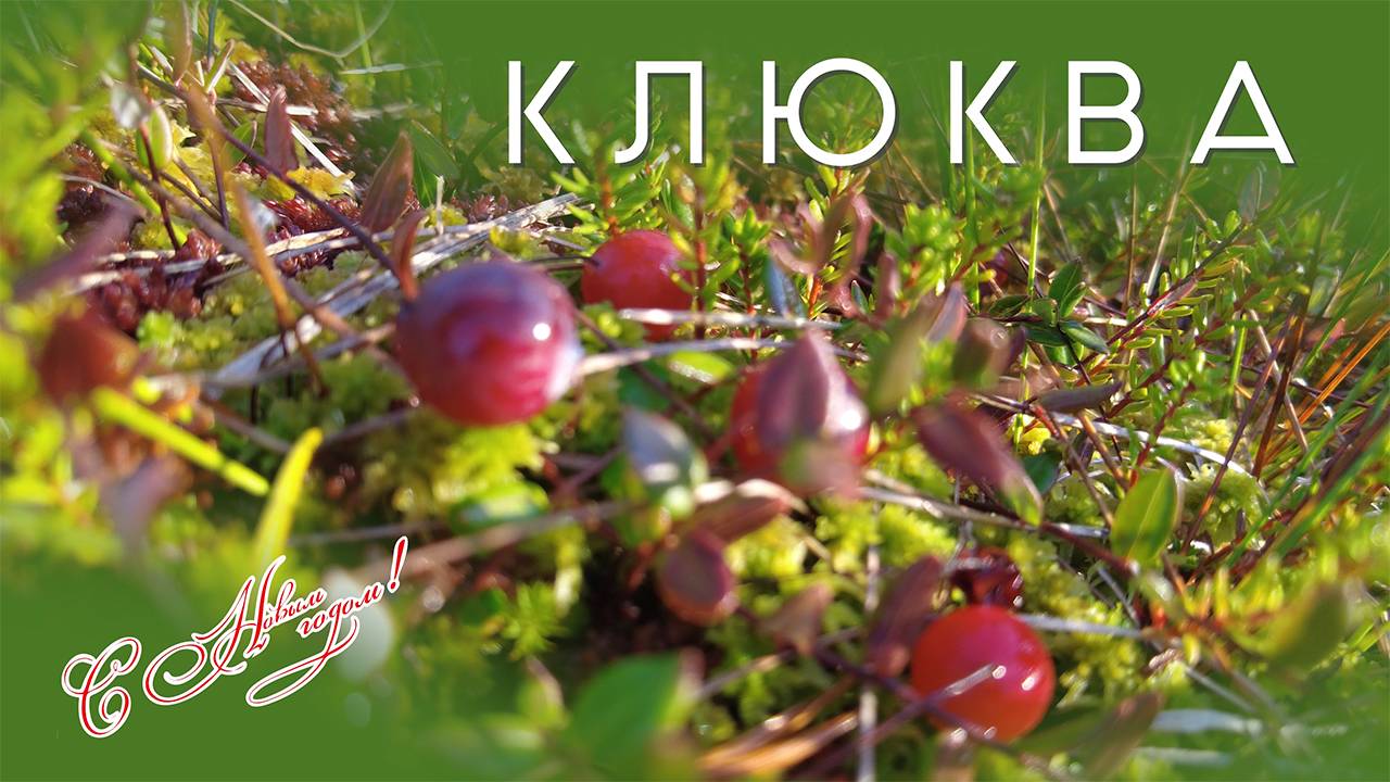 Как мы за клюквой в ноябре поехали. Собирали, катали, перетирали с сахаром.