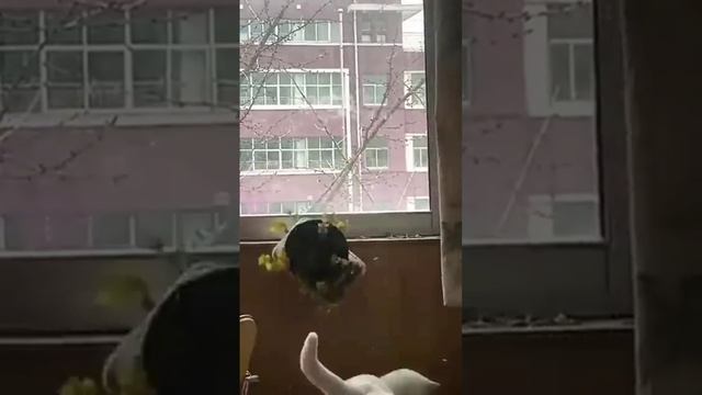 ЛАЙФХАК 👆 Смешные котики и собачки