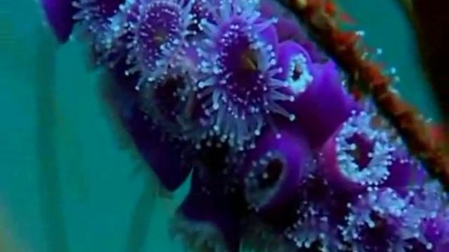 В океанских просторах (relax video)