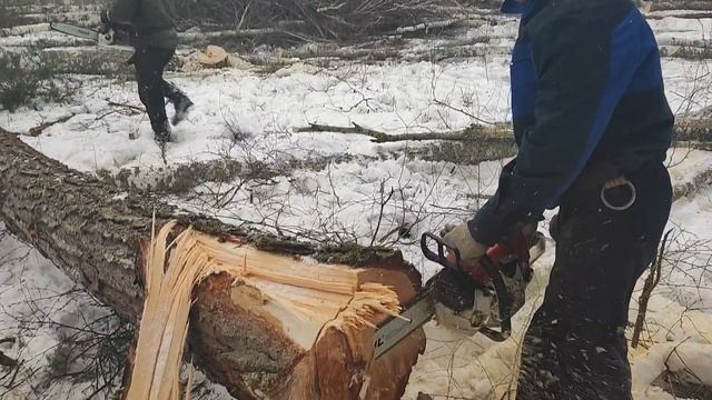 Валка последнего дерева на лесосеки