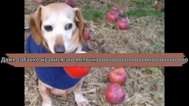 Реклама яблок вкусных