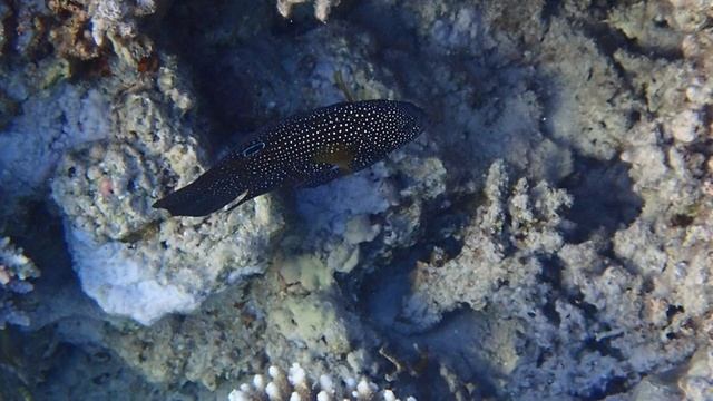 Каллоплезиопс комета ( Calloplesiops altivelis , Marine betta , Comet ).Марса Мубарак. Марса Алам.