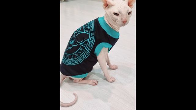 домошние животныеы