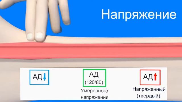 Основные свойства пульса | Medanatfarm