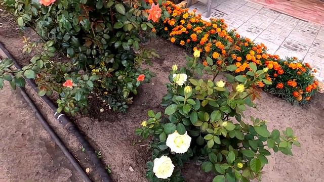 Розы очень красивы и в конце лета, 23 августа.
