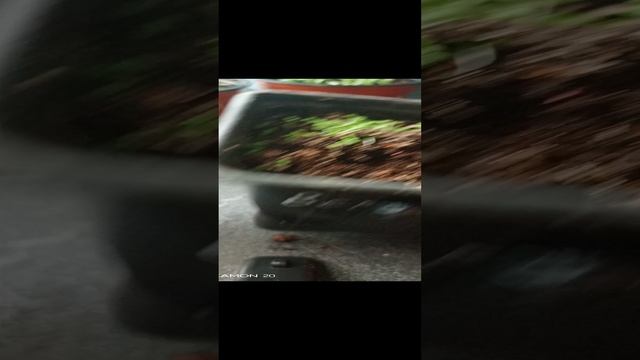 🥀🥀Что посеяла в Ноябре 🥀🥀