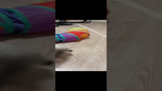 очаровательный котёнок Лапка играет