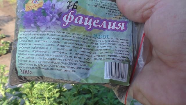Сею сидерат фацелию после убранного чеснока, 18 июля.
