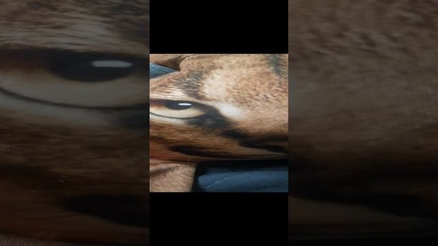 Шлёпное обращение