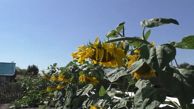 Подсолнечник Лакомка на моем огороде, 6 августа.