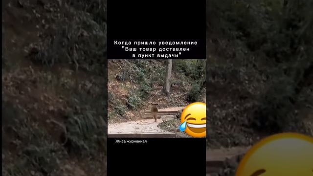 жиза