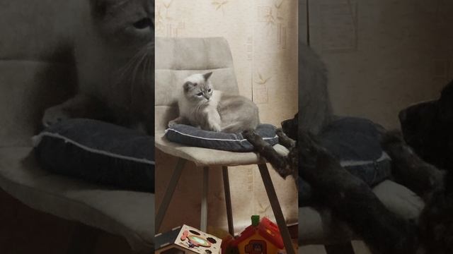 Котопёс.mp4