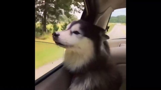 SIBERIAN HUSKY PUPPY ENJOYING THE WINDY CAR RIDE