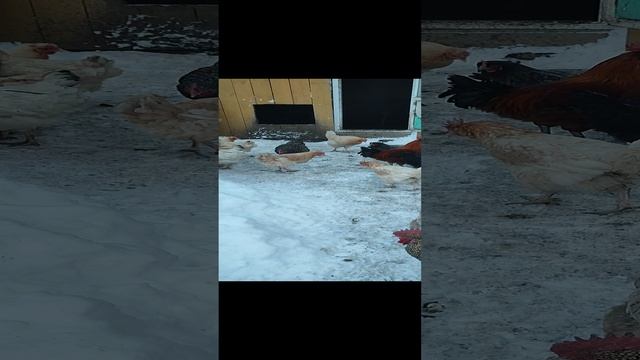Вместе с кошечкой Лапой кормим курочек 🐔
