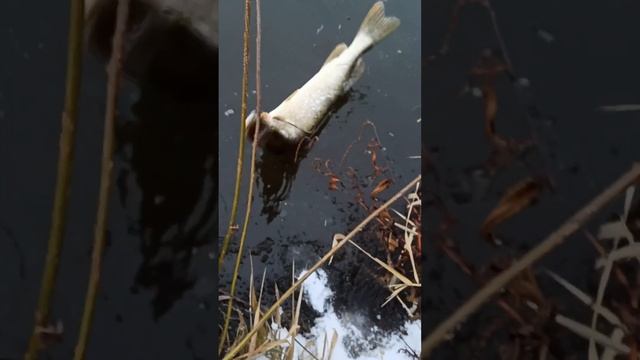 Под лЁд. Волшебный пендель  #norstream #fishing #спиннинг #рыбалка