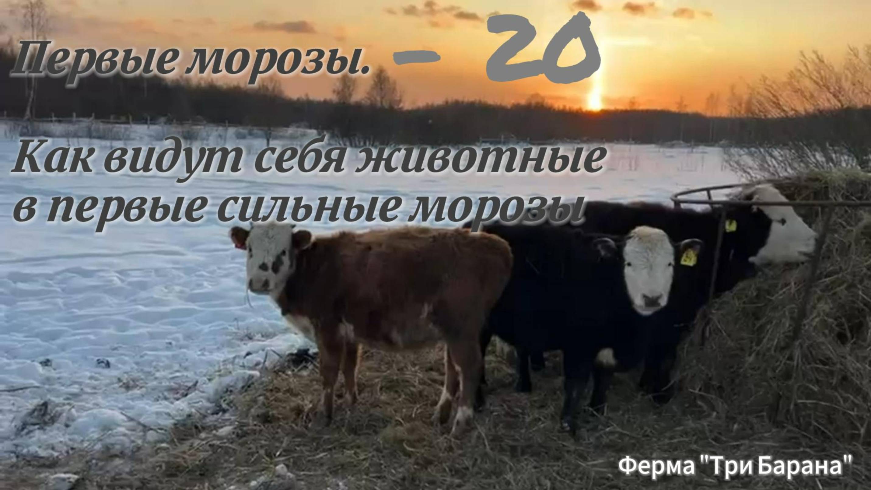 Первые морозы на ферме "Три Барана"
