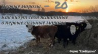 Первые морозы на ферме "Три Барана"