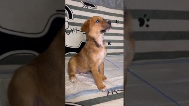 Щенок Тодд ищет свою семью