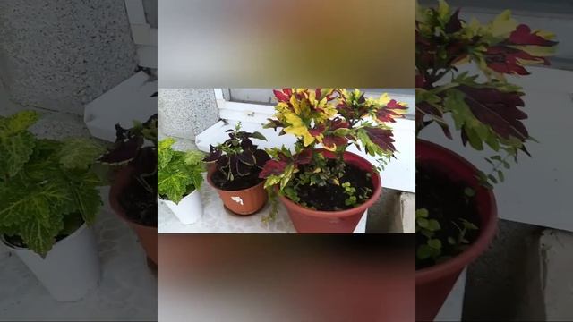 Всем советую посадить колеус!
