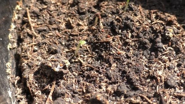 Табак на рассаду взошел через 18 дней после посева