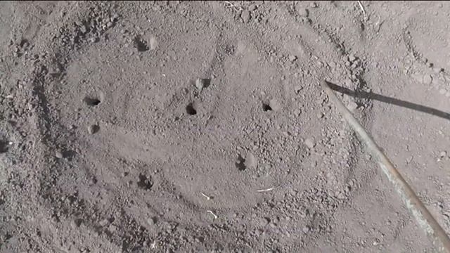 Сею тыкву очень просто