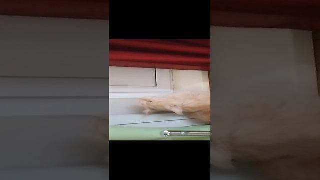 VID_20241219_115954.mp4