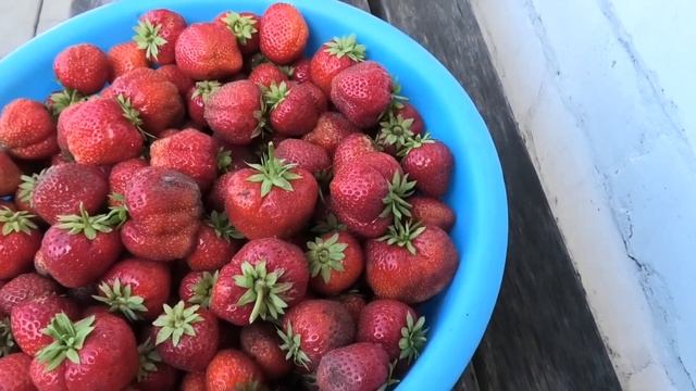 Собираем клубнику 1 июля, собрано 10 л, всего 37 л с 90 кустиков