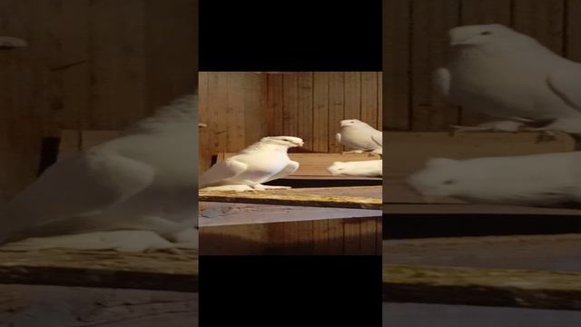 1000106974.mp4