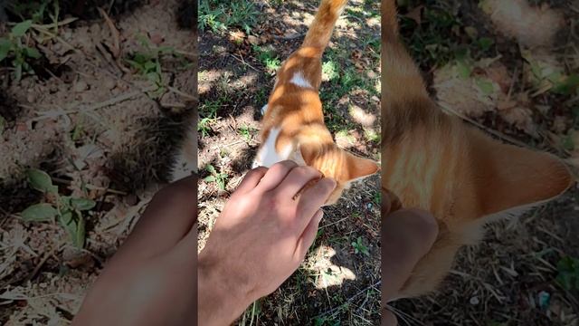 Рыже-белый кот