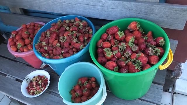 Собрано 26 л клубники, 3 июля.