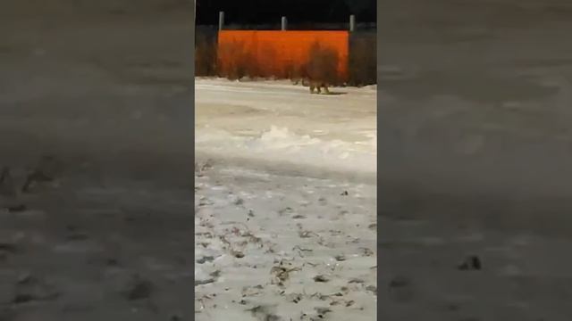 В Верхней Пышме к жилому комплексу вышла рысь.

Кошечка гуляла в районе ЖК «Балтым-парк».