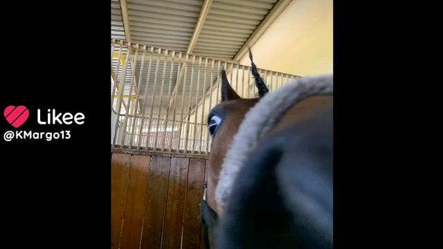 мои любимые лошадки.