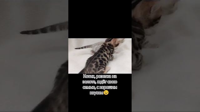 #cat #бенгал #catlover #котка #бенгальскаякошка #бенгальскиекотята #kitten #кот