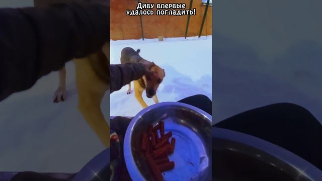 Храбрая Дива! ❥ Приют в Малинках (МП "Пушистый друг")
