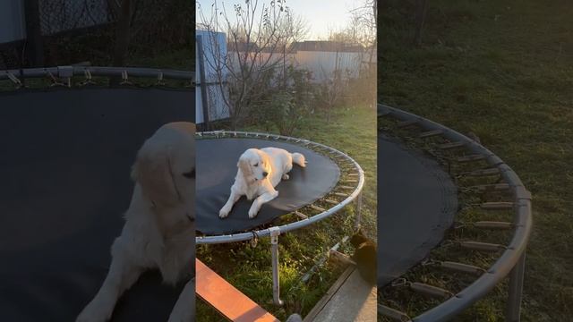 Мистер Великолепный любит батут