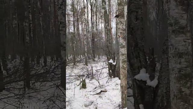 Новая лесосека