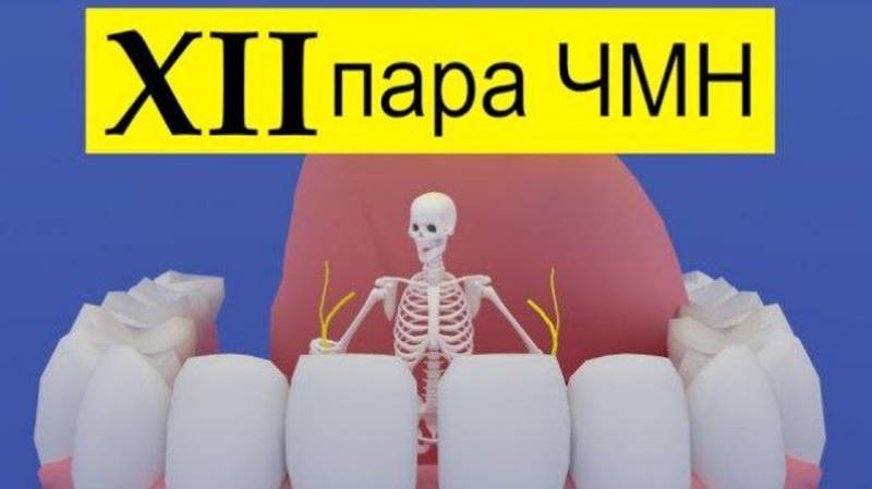 Подъязычный нерв | Путь от мозга (схематично) | Medanatfarm