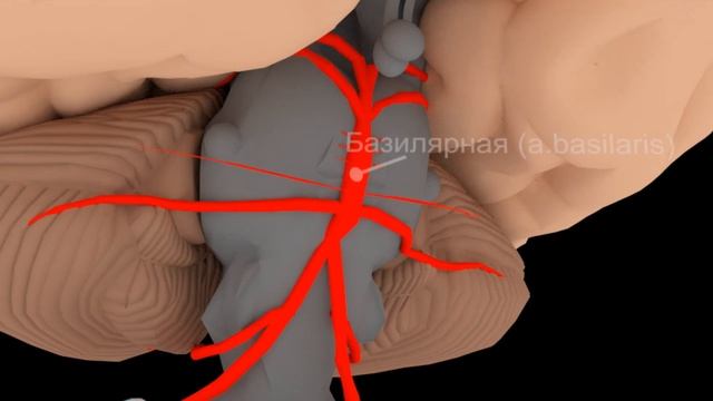 Виллизиев круг (Circle of Willis) | Из чего образуется (схематично) | Medanatfarm