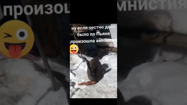 Кроличья амнистия