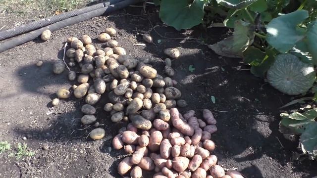 Опыт огородников по выращиванию разных сортов картофеля